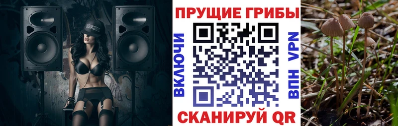 как найти   Мытищи  Псилоцибиновые грибы прущие грибы 